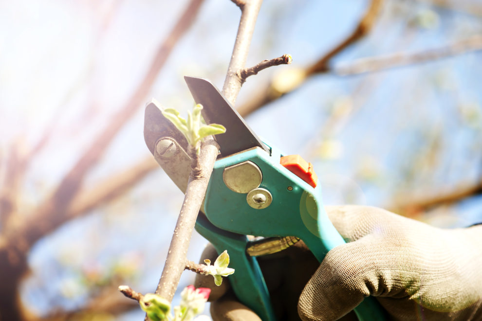 Klippe busker og planter