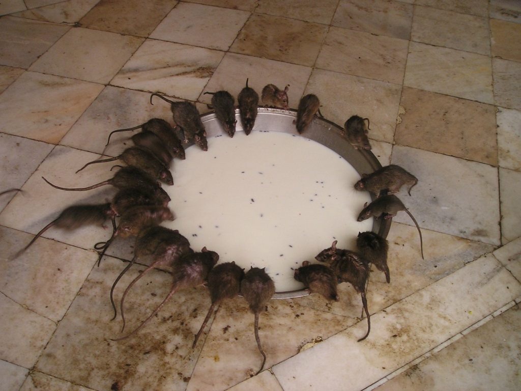 Rotter i melkeskål